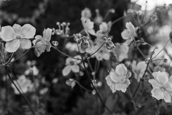 Nina Kulishova - Flowers Of Anemone Hybrida In Black And White 3.