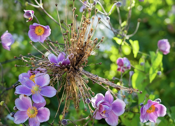 Nina Kulishova - Flowers Of Anemone Hybrida In The Garden.