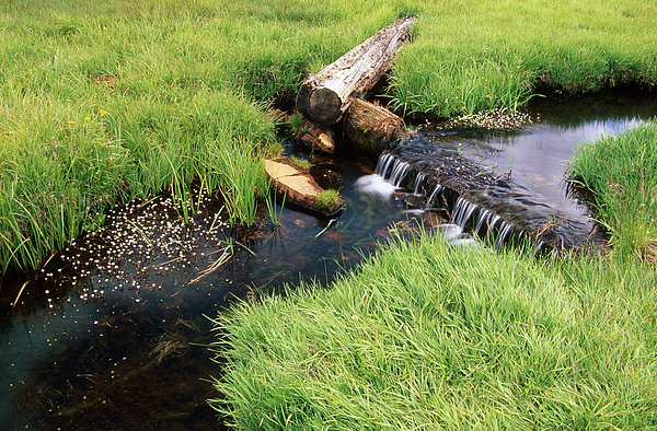 https://images.fineartamerica.com/images/artworkimages/medium/3/flowing-brook-casa-vieja-meadows-soli-deo-gloria-wilderness-and-wildlife-photography.jpg