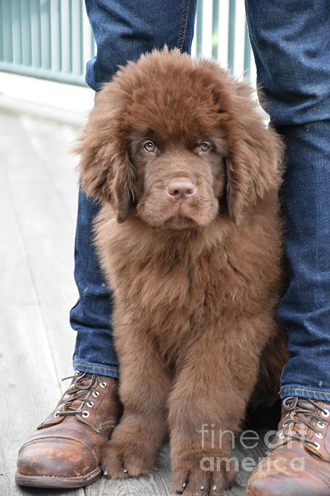 Precious Fluffy Brown Newfoundland Puppy Dog Looking Cute Bath Towel by  DejaVu Designs - Fine Art America