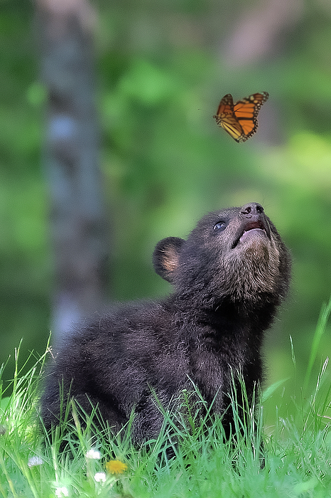 Wildlife Photographs