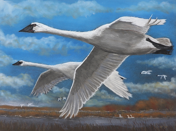 Dreamz - - Flying Swans 2
