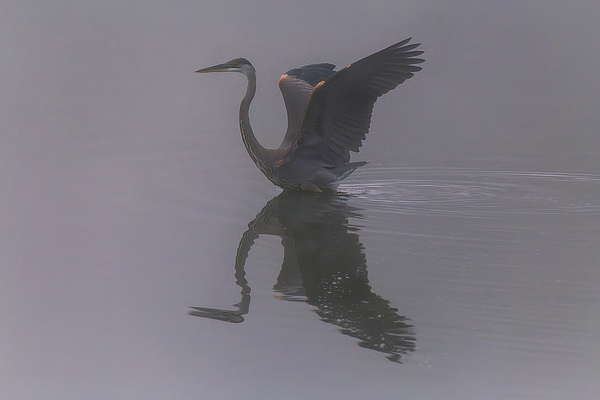Steve Rich - Foggy Morning at Kathwood Ponds 3