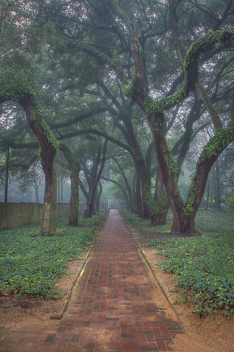 Steve Rich - Foggy Path at Aiken Hopelands Gardens