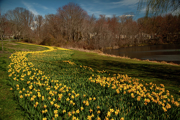 Karol Livote - Follow The Yellow Daffodils