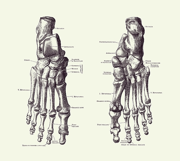 Foot and Ankle Skeletal Diagram - Anatomy Poster 2 Jigsaw Puzzle by ...