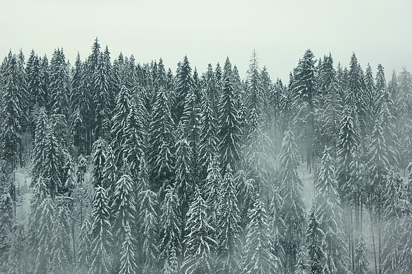 Forest at winter - green pine trees covered with snow Jigsaw Puzzle by  Julien - Pixels
