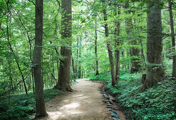Slawek Aniol - Forest Trail