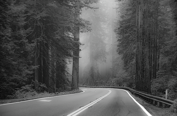 Bonnie Colgan - Mystical Mist on a Winding Forest Road