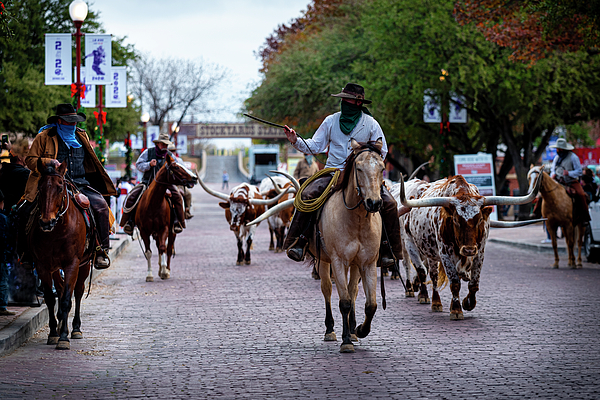 Morning at the Fort Worth Stockyards Photograph by David Morefield - Pixels