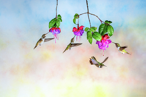 Four hummingbirds flying around fuchsia flowers Tote Bag by Raul Cole -  Pixels