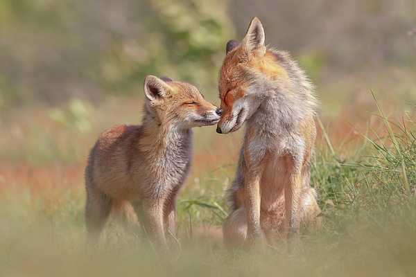Roeselien Raimond - Fox Felicity II - Mother and fox kit showing love and affection