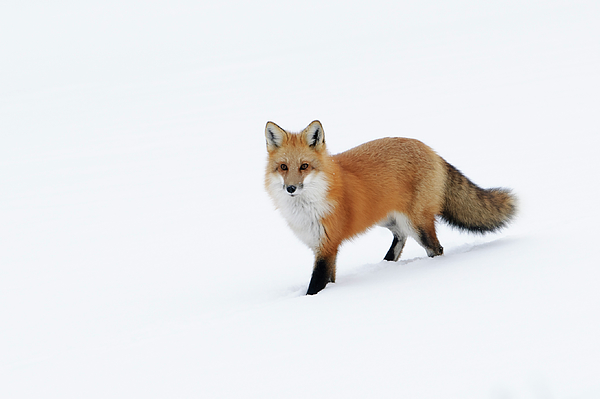 Jan Luit - Fox in snow