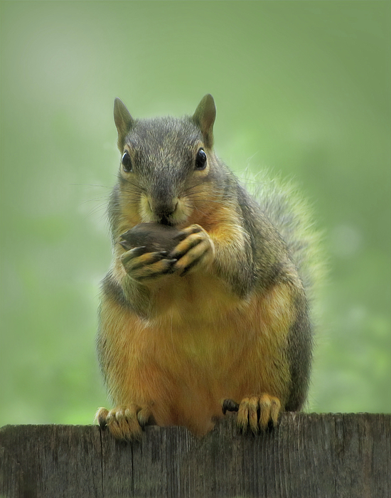 David and Carol Kelly - Fox Squirrel With Large Nut