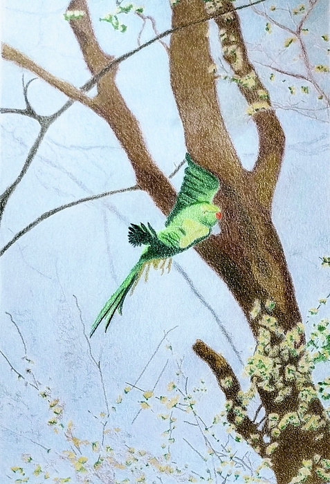 Kathy Crockett - Free as a Bird  Its Amazing
