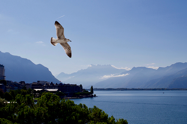 Joe Vella - Free as a bird, Lake Geneva, Montreux, Vaud, Switzerland.