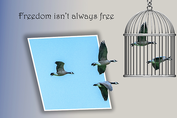 Kathleen Codinha - Freedom Isn