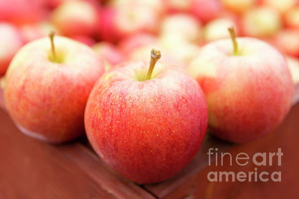 Fresh Ripe Organic Gala Apple Tote Bag by Kevin Miller - Pixels