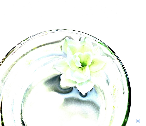Alida M Haslett - Fresh Water for White Blossom