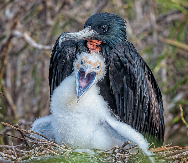 Joan Carroll - Frigatebird and Screaming Chick Galapagos Islands