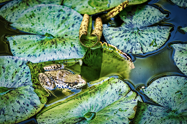 Stuart Litoff - Frog and Lily Pads
