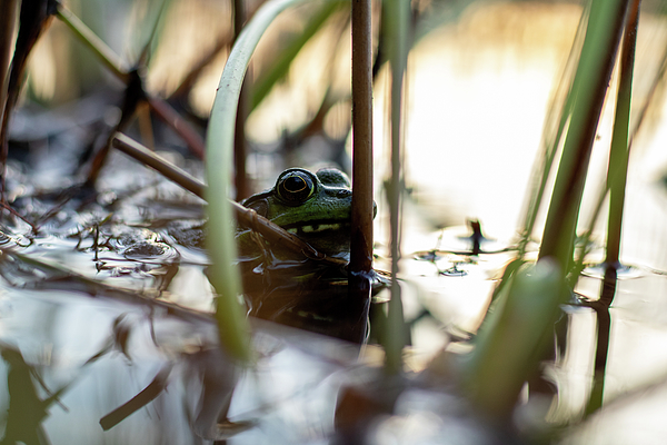 frog mask for covid