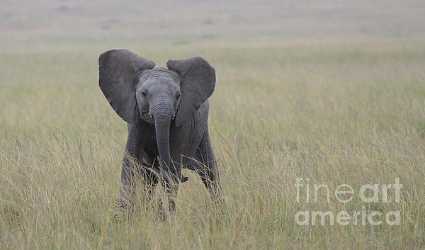 Nirav Shah - Front Profile Of Cute Baby African Elephant Throwing Tantrum In Wild Savannah Of Masai Mara, Kenya