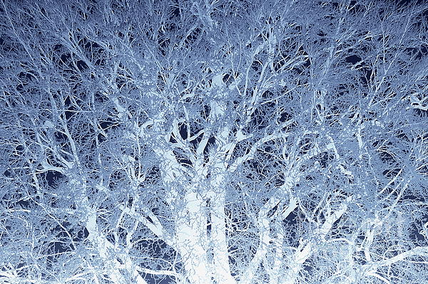 Paul Boizot - Frosted beech tree 2, dark blue edit