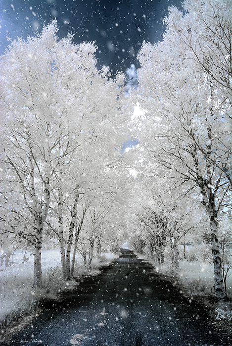 Tracy Munson - Frosty Birch Trees