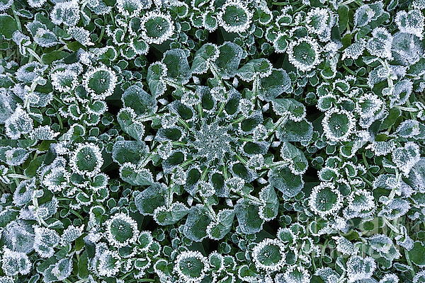 Paul Boizot - Frosty land cress, kaleidoscope effect
