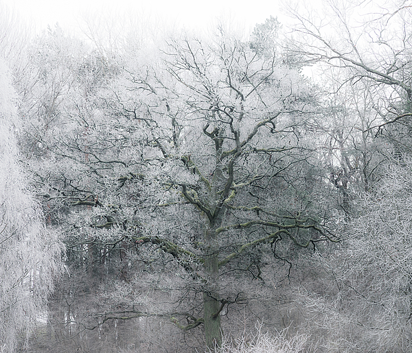 Nicklas Gustafsson - Frosty Winter Tree