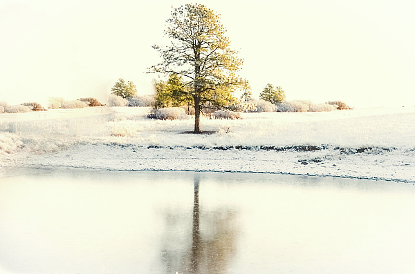 Colorado Still Magnolia- Kim Parker - Frozen Reflections 