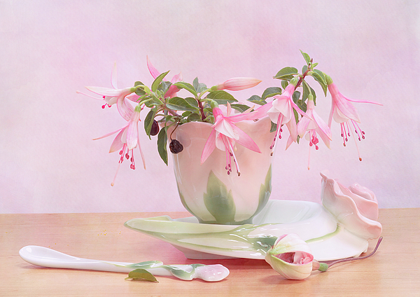 Cup Photographs