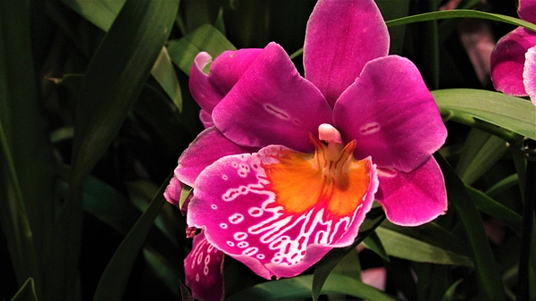 Dylyce Clarke - Fuchsia Orchid