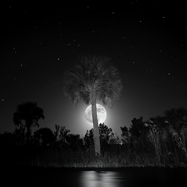 Mark Andrew Thomas - Full Moon Over Big Cypress Swamp