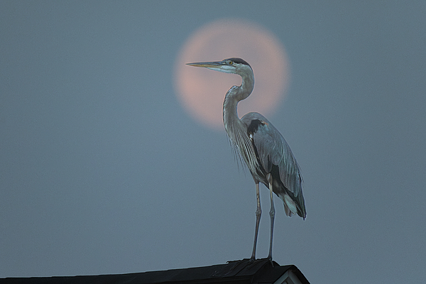 Steve Rich - Full Moon Setting with Great Blue Heron