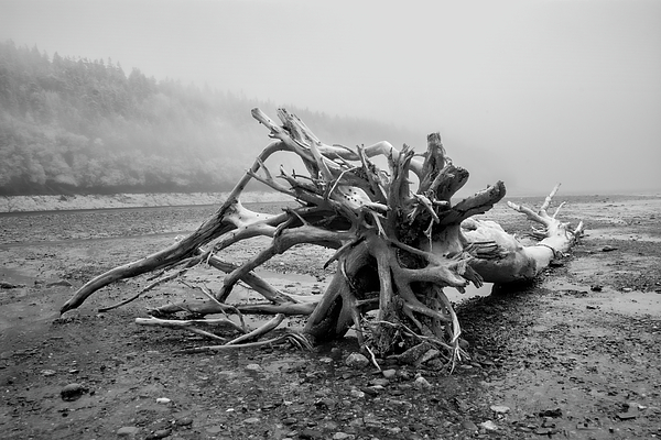 Tracy Munson - Fundy Driftwood Infrared