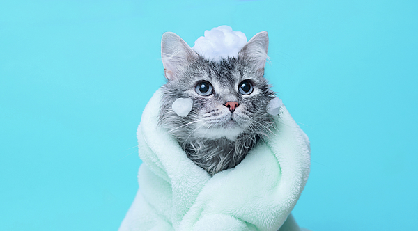 Just washed lovely fluffy cat with towel around his head on grey  background. Bath Towel by Dmitro Kirichay - Pixels