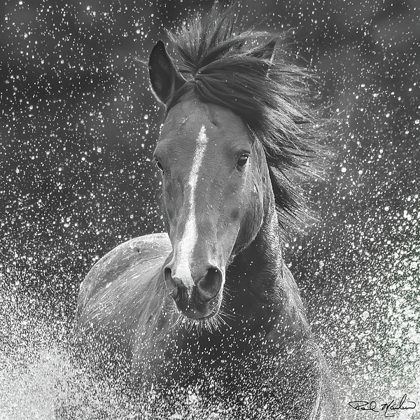 Paul Martin - Galloping Stallion Portrait.