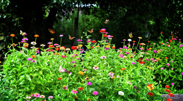Brian Wallace - Garden Flowers And Butterflies Pano