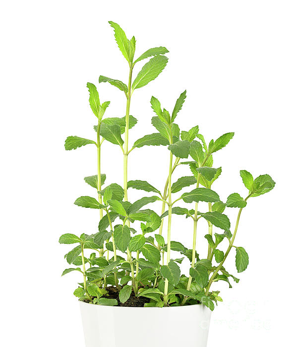 Mentha spicata (Mint, Spearmint)