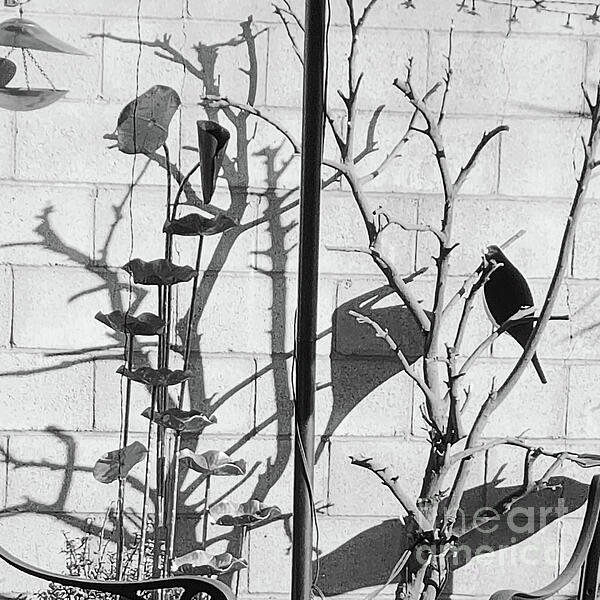 Karen Conger - Garden Shapes Shadows Tricks in Black and White