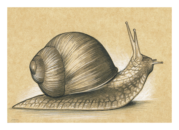 How to Draw a Snail - Easy Drawing Art