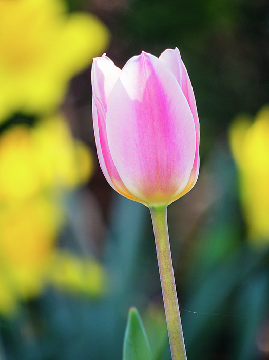Rachel Morrison - Garden Tulip in Pretty Pink