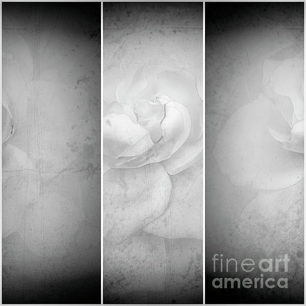 Natural Abstract Photography - Gardenia Triplet