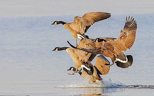 Ray Whitt - Geese Landing 