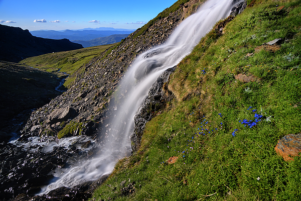 Gentiana sierrae flowers and waterfall. Sierra Nevada National