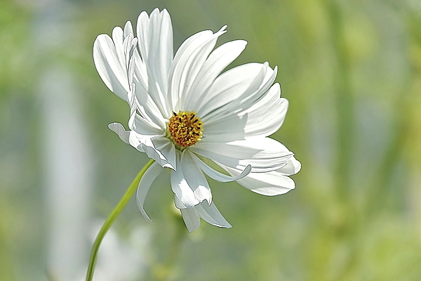 Lyuba Filatova - Gentle Cosmos Flower
