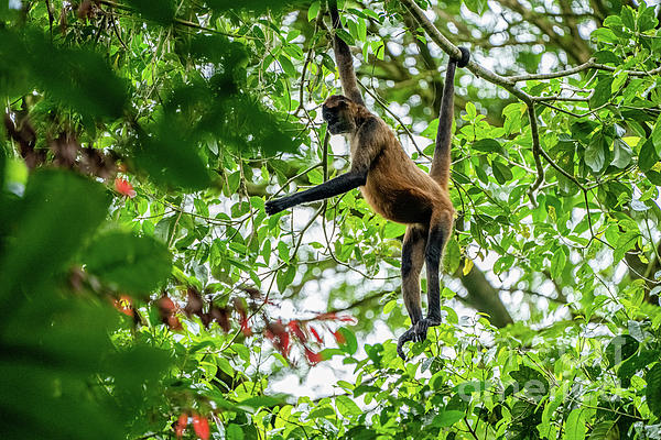 spider monkey t shirt