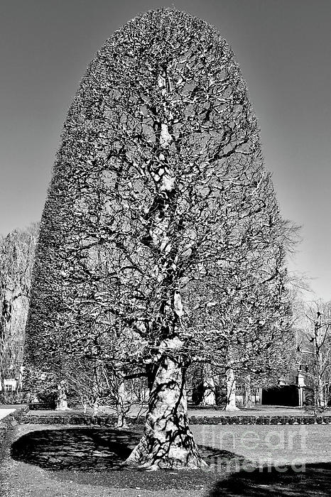 https://images.fineartamerica.com/images/artworkimages/medium/3/geometrical-black-and-white-tree-newport-rhode-island-print-matthew-rowe.jpg
